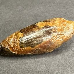 Fossil Spinosaurus Tooth