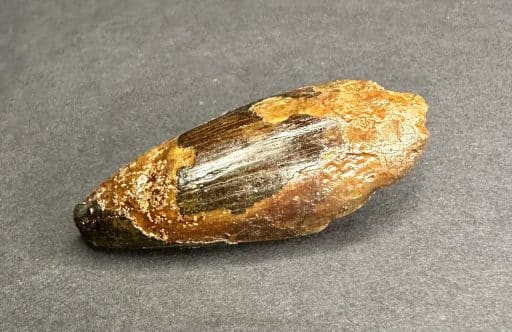 Fossil Spinosaurus Tooth