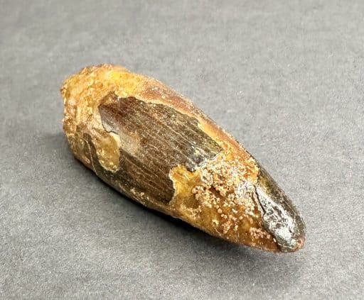 FO412 Fossil Spinosaurus Tooth - Image 4