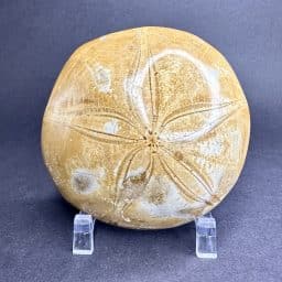 Fossilized Sand Dollar