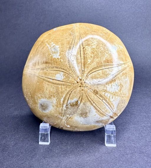 Fossilized Sand Dollar