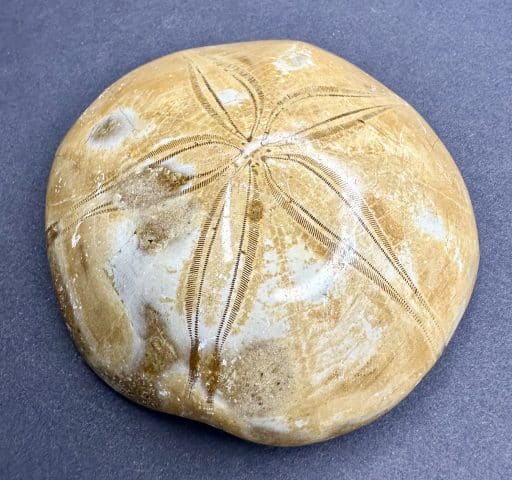 FO501 Fossilized Sand Dollar - Image 4