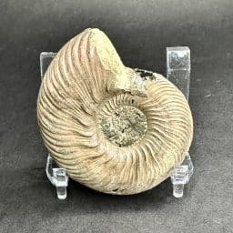 Pyritized Ammonite