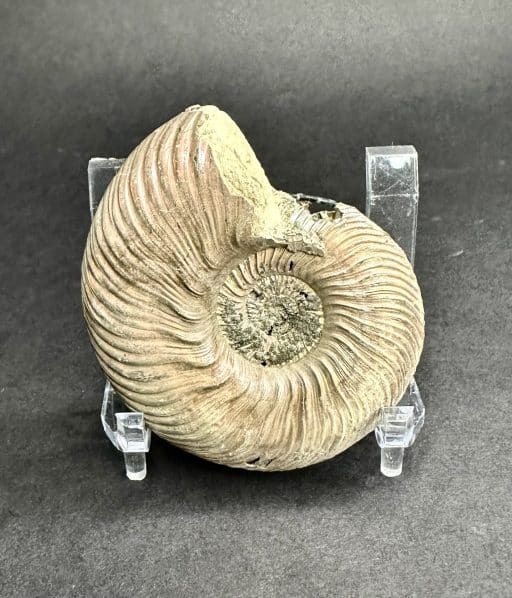 Pyritized Ammonite