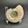 Pyritized Ammonite