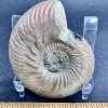 FO513 Pyritized Ammonite - Image 3