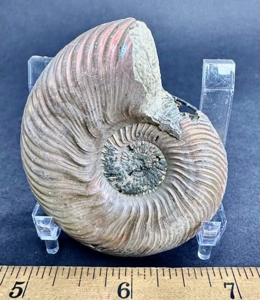 FO513 Pyritized Ammonite - Image 3