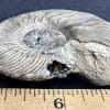 FO513 Pyritized Ammonite - Image 4