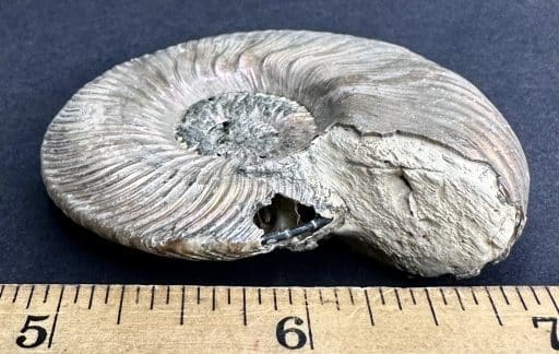 FO513 Pyritized Ammonite - Image 4