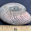 FO513 Pyritized Ammonite - Image 5