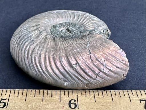 FO513 Pyritized Ammonite - Image 5