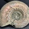 FO513 Pyritized Ammonite - Image 6
