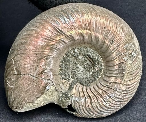 FO513 Pyritized Ammonite - Image 6