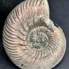 FO513 Pyritized Ammonite - Image 7