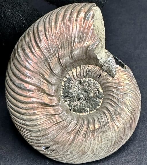 FO513 Pyritized Ammonite - Image 7