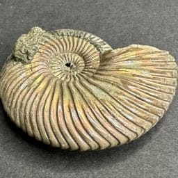 Pyritized Ammonite