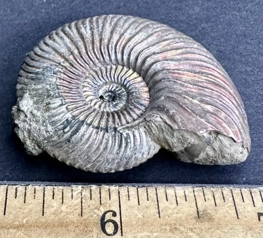 FO106 Pyritized Ammonite - Image 2