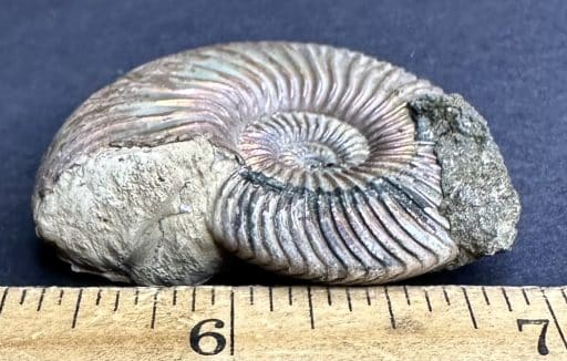 FO106 Pyritized Ammonite - Image 3