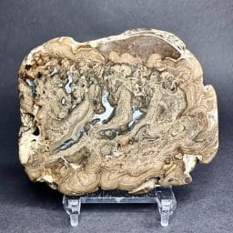 Stromatolite