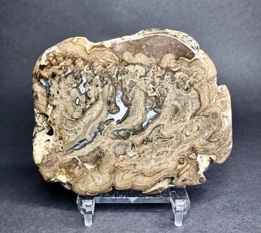 Stromatolite