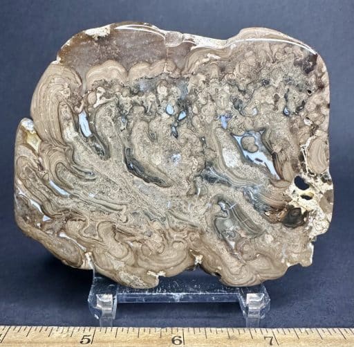 FO115 Stromatolite - Image 2