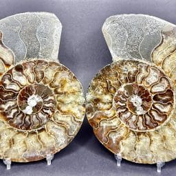 Ammonite