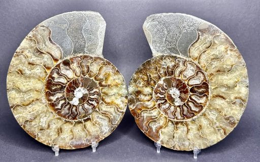 Ammonite