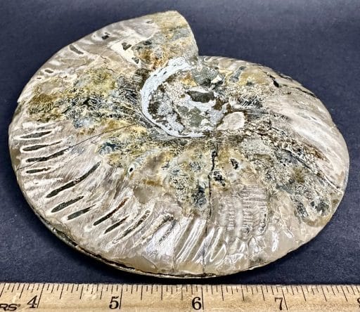 FO158 Ammonite - Image 6