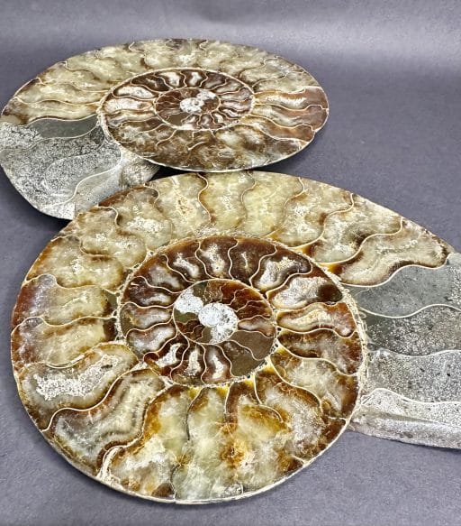 FO158 Ammonite - Image 7