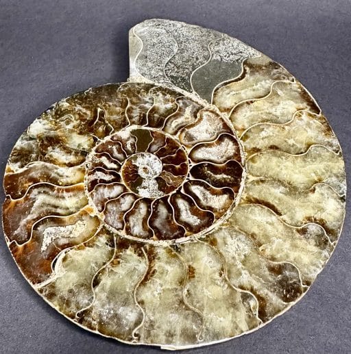 Ammonite