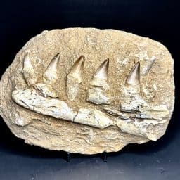 Mosasaurs Jaw Section