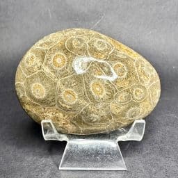 Fossil Coral