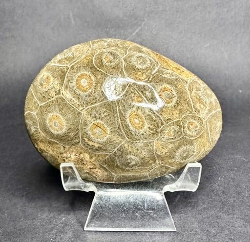 Fossil Coral