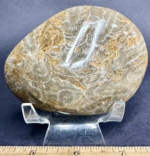 FO502 Fossil Coral - Image 2