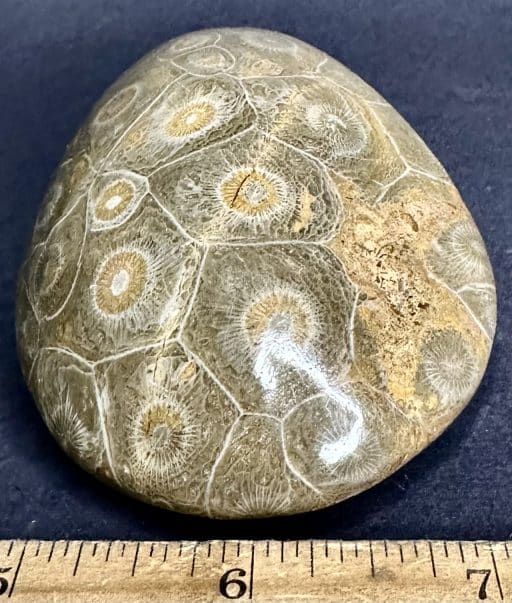 FO502 Fossil Coral - Image 4