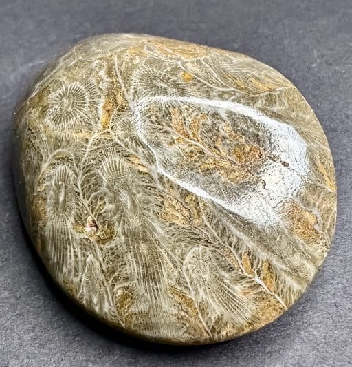 Fossil Coral