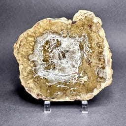 Madagascar Petrified Wood