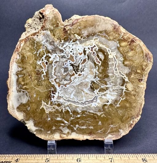 PW102 Madagascar Petrified Wood - Image 2