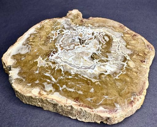 Madagascar Petrified Wood