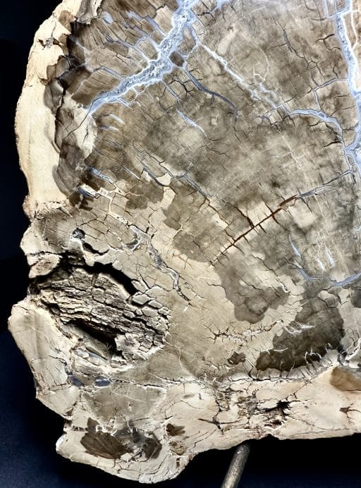 PW300 Madagascar Petrified Wood - Image 4