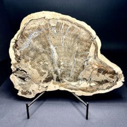 Madagascar Petrified Wood