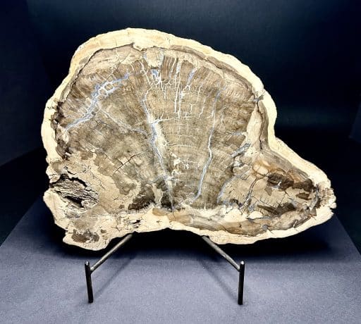 Madagascar Petrified Wood