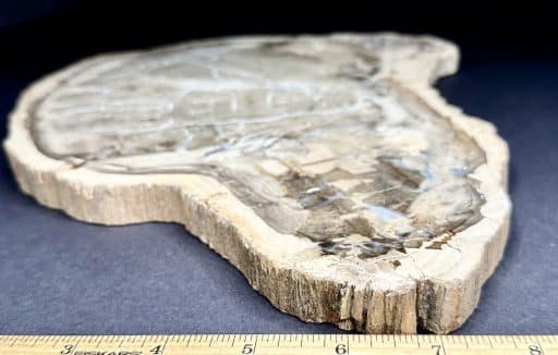 PW300 Madagascar Petrified Wood - Image 3