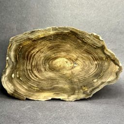 South Dakota Petrified Wood