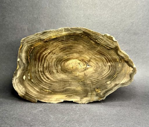 South Dakota Petrified Wood