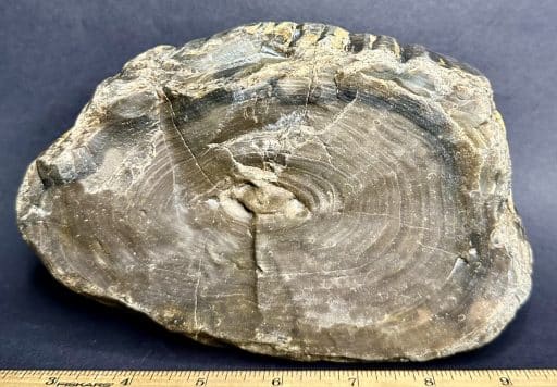 PW306 South Dakota Petrified Wood - Image 2