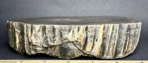 PW306 South Dakota Petrified Wood - Image 3