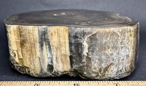 South Dakota Petrified Wood