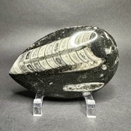 Orthoceras Polished Stone