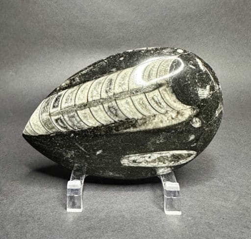 Orthoceras Polished Stone